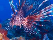 Lion Fish in Focus by Cathy Ulrich
