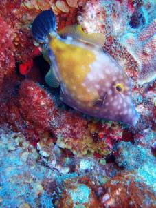 Spotted Filefish