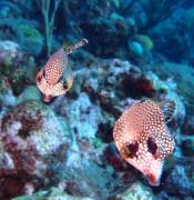 Two Trunkfish
