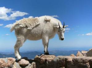 Mount Evans Goat