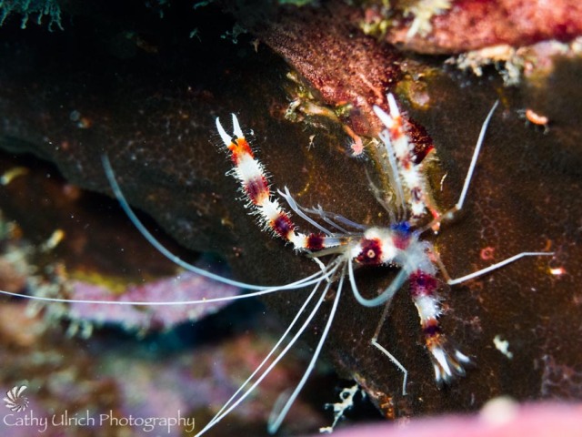 Bonaire Banded Coral Shrimp