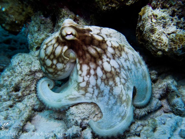 Bonaire Caribbean Octopus
