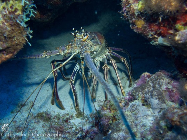 Bonaire Lobster