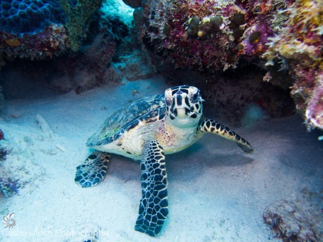 Bonaire Turtle