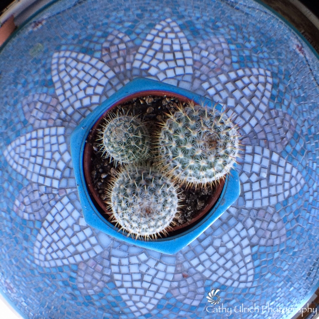 Spiny Cactus Fisheye