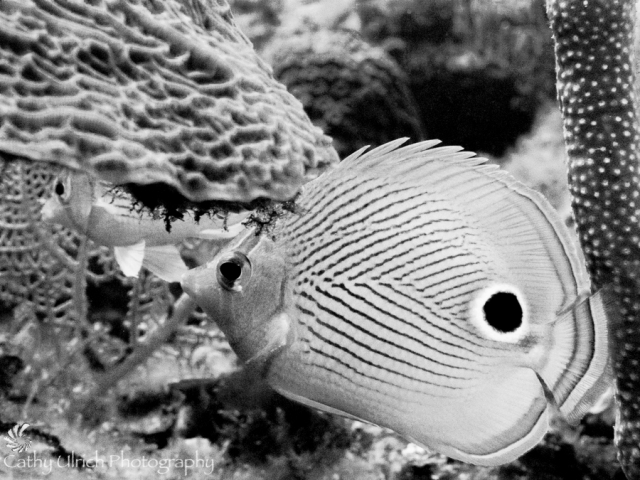 Four Eyes Butterfly Fish